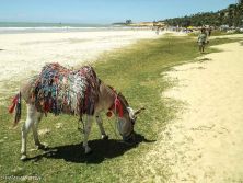 o jegue - praia de lagoinha.jpg